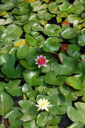 Water Lily 