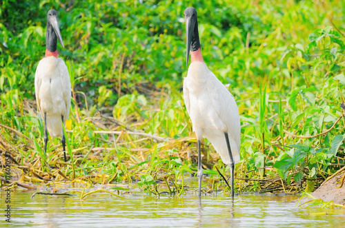 Tuiuiu birds over some plants on the margins of a river photo