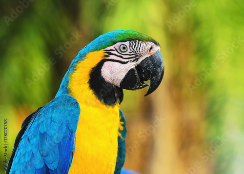 Blue-and-yellow macaw known as Arara-caninde in Brazil