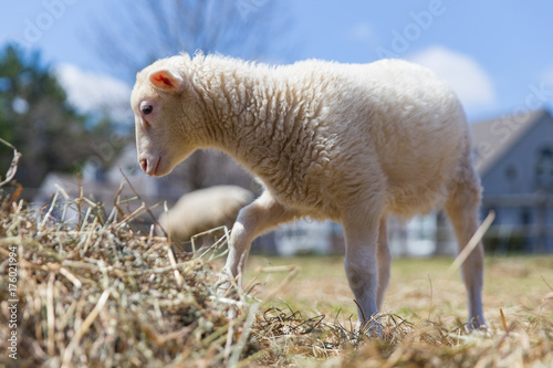 A Young Lamb with Hay in Front of a Farm House