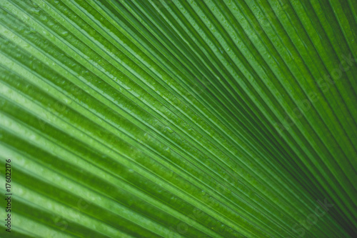 Green line