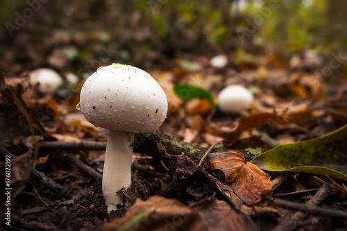 Mushroom in the forest