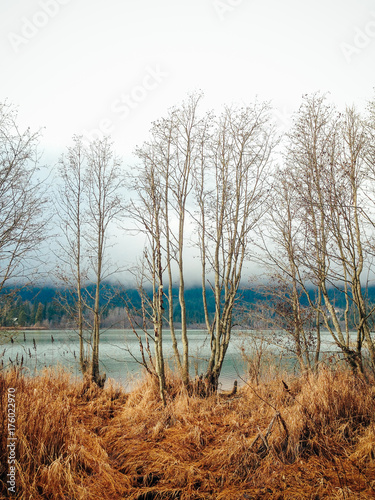 Leafless Trees Standing Near Edge Of Lake