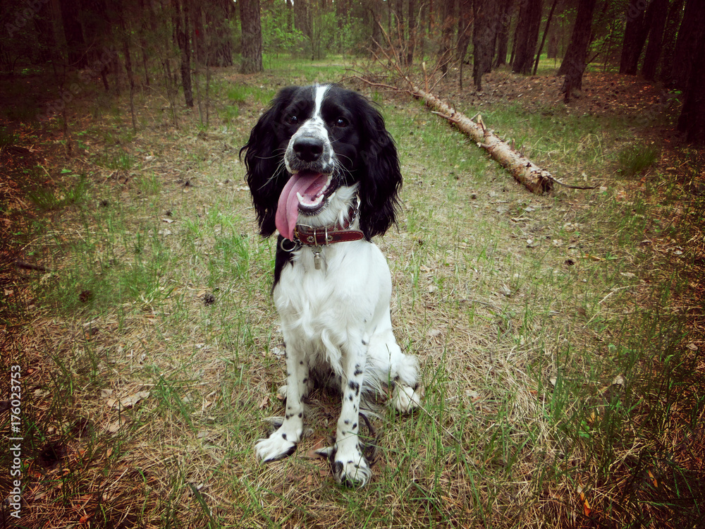 dog spaniel pet animal puppy springer canine