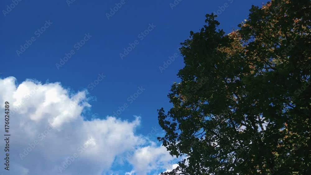 Blue Sky with Moving White Clouds and Tree with leaves in windy weather at the day time Blue Sky with Moving White Clouds and Tree with leaves in windy weather at the day time