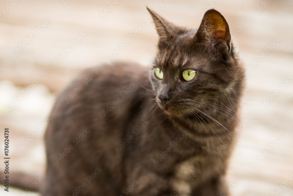 Portrait of brown cat with green eyes