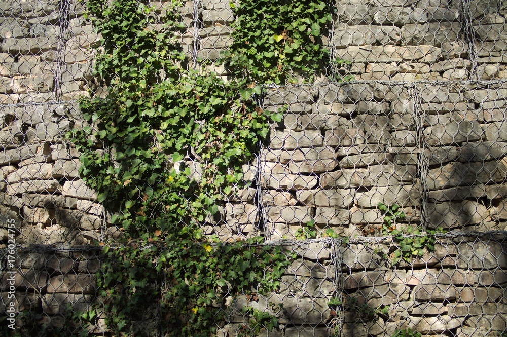 Brick wall with plant background (Urbino, Italy) Brick wall with plant background (Urbino, Italy)