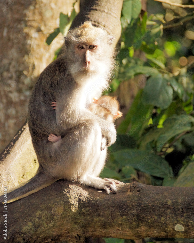 Female monkey holding baby on her lap. 