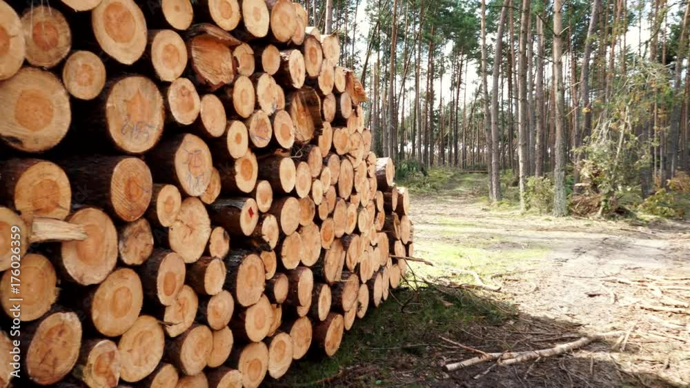 Timber logging in forest. Freshly cut tree wooden logs piled up. Wood storage for industry. 4K ProRes HQ codec Timber logging in forest. Freshly cut tree wooden logs piled up. Wood storage for industry. 4K ProRes HQ codec