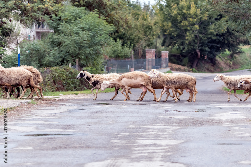 Obraz premium The flock of sheep crossing the road in the file