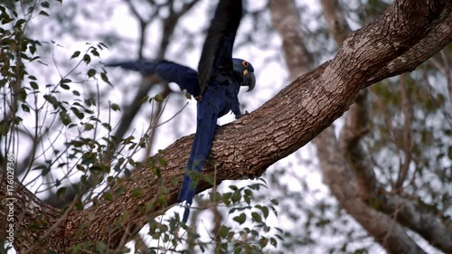 Hyacinth Macaw (Anodorhynchus hyacinthinus) on top of tree. Image in the Pantanal Biome. Mato Grosso do Sul state, Central-Western - Brazil.