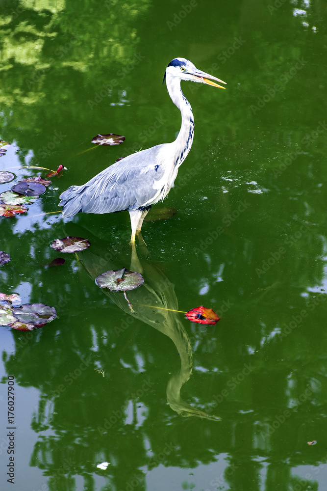 Obraz premium Wild heron on hunt / United Kingdom