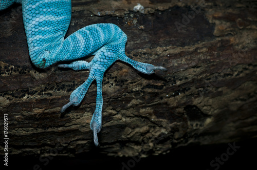 reptile