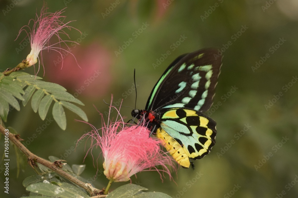 Fototapeta Teal motyl na różowy kwiat