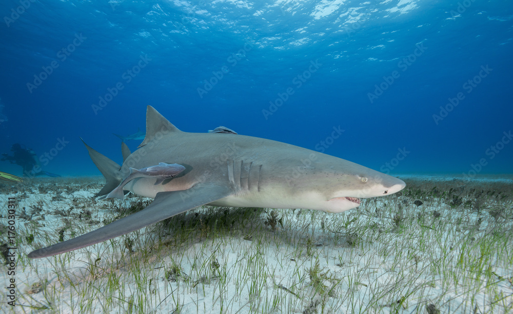 Lemon shark, Grand Bahama, The Bahamas.