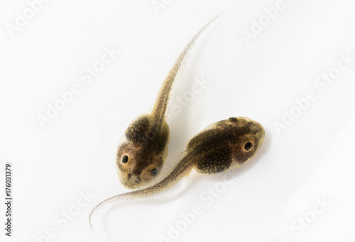 Two tadpoles swim over a white background