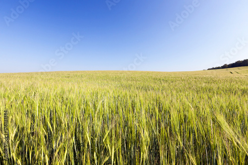 green unripe cereal