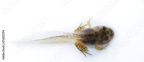 Juvenile wood frog on a white background photo