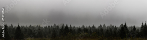 Fog descends onto a Christmas tree farm in New Hampshire