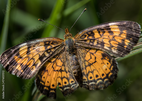 Pearl crescent butterfly spreads orange wings on green background