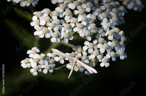 White plume moth on white flowers