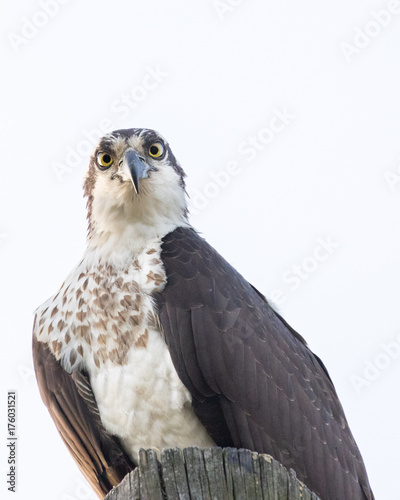 Indignant osprey
