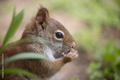 Chipmunk eats seeds
