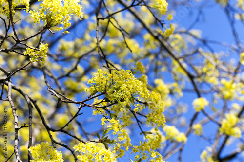 flowering maple tree