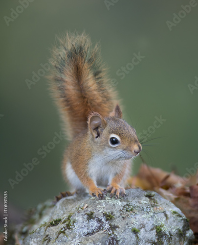 Curious red squirrel challenges onlooker
