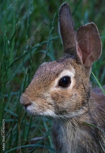 Cottontail rabbit eats grass in Virginia