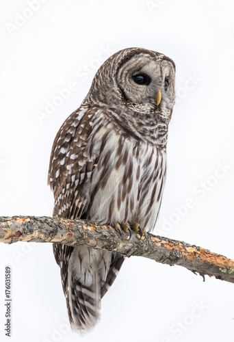 Barred owl perched on a branch in winter photo