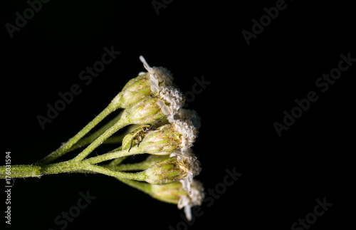 Green bug hides among stalks on a flower