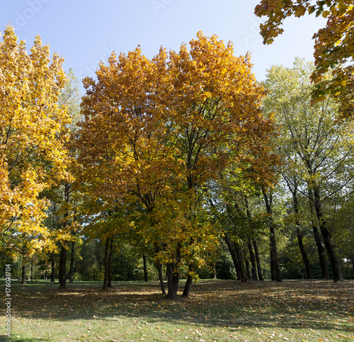 Yellow maple foliage