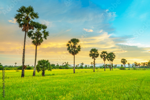 Rice fields landscape background