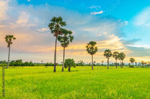 Rice fields landscape background