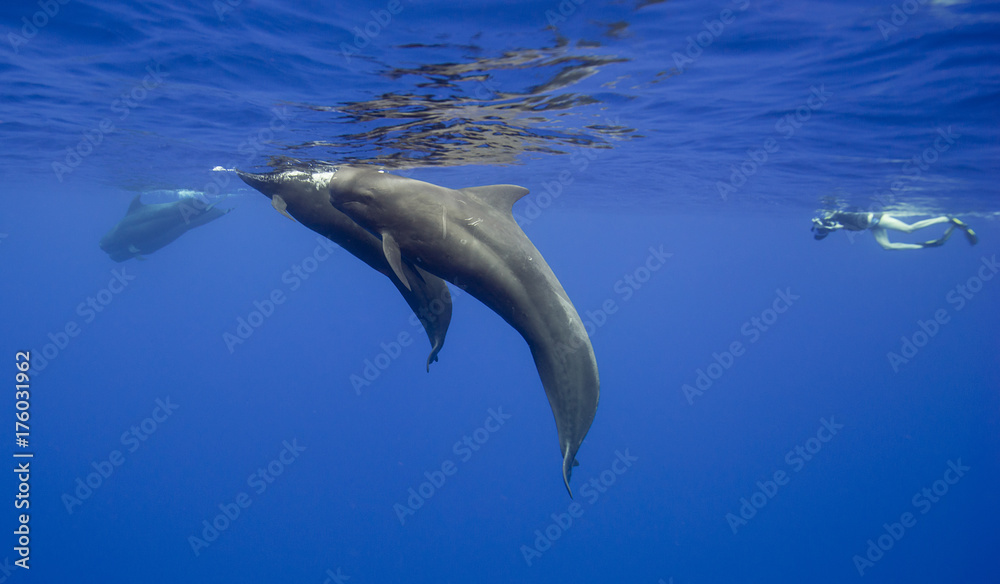 Fototapeta premium Pilot whales swimming to the surface to breath, Indian Ocean, Mauritius.