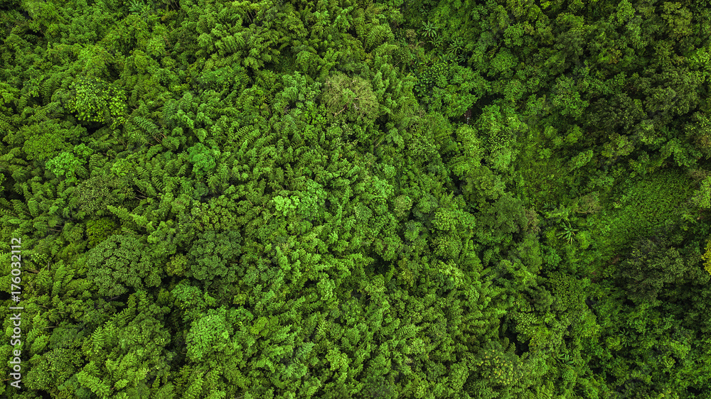 An aerial view of  forest and Mountain