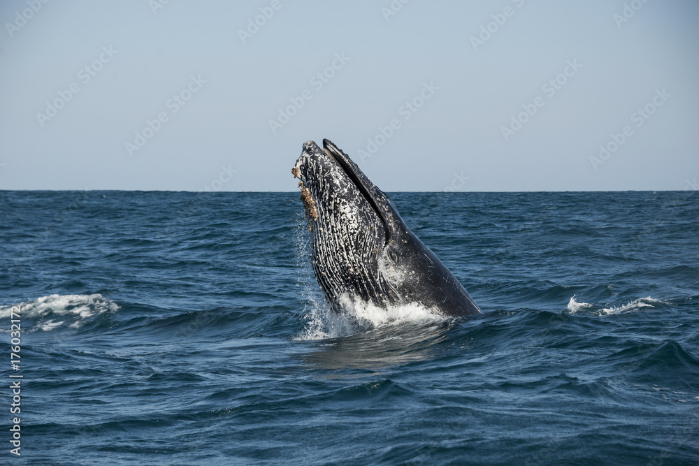 Fototapeta premium Breaching humpback whale, east coast of South Africa.