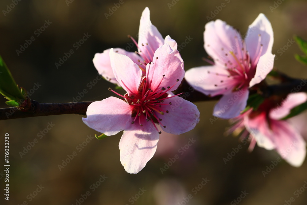 Peach blossom Peach blossom
