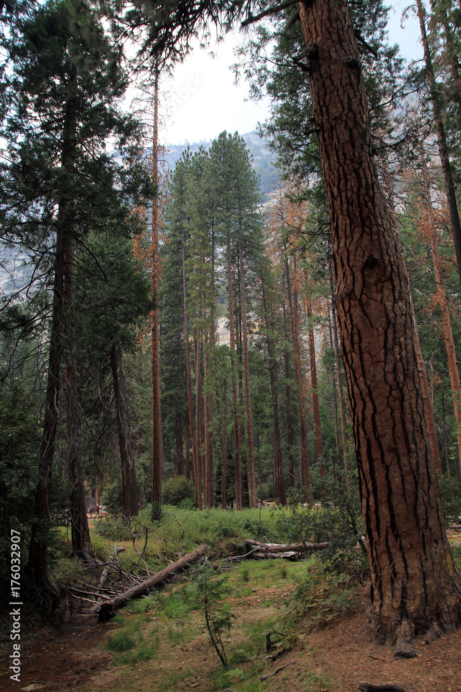Fototapeta premium Yosemite national Park in USA