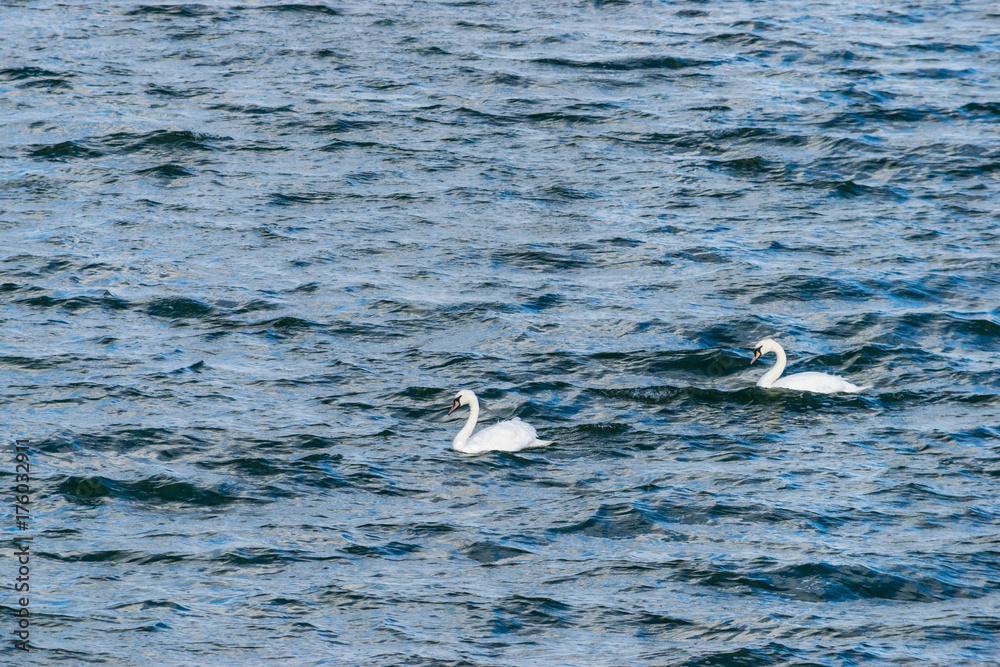 two mute swans swimming in Draycote Waters, UK two mute swans swimming in Draycote Waters, UK