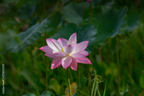 Indian Lotus