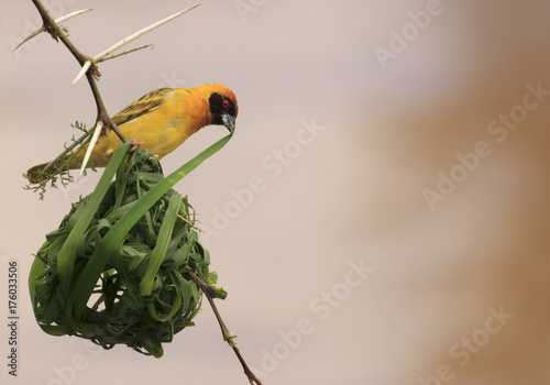 Vitelline Masked Weaver bird nest photo