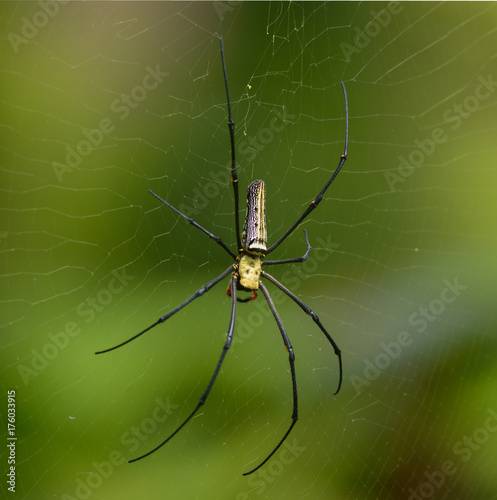 long leg spider on with green background