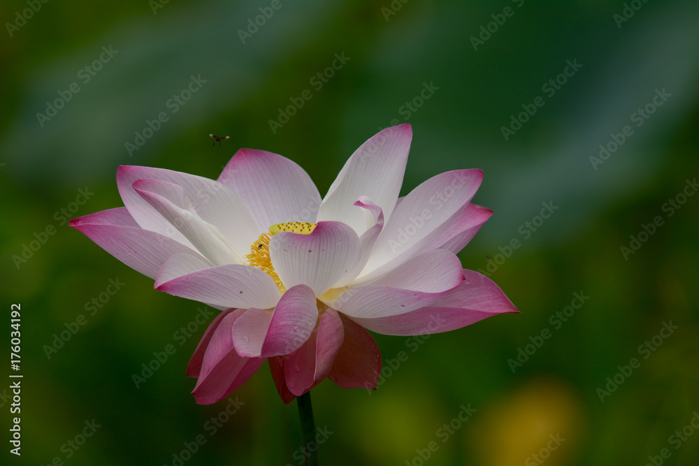 Indian Lotus