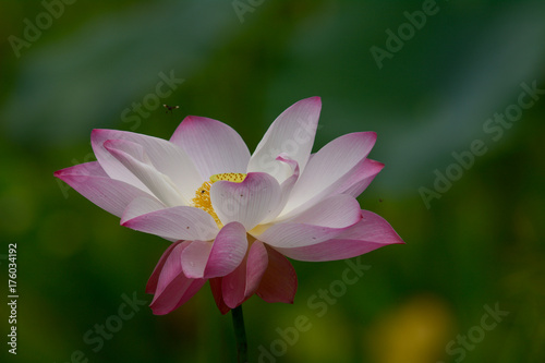 Indian Lotus