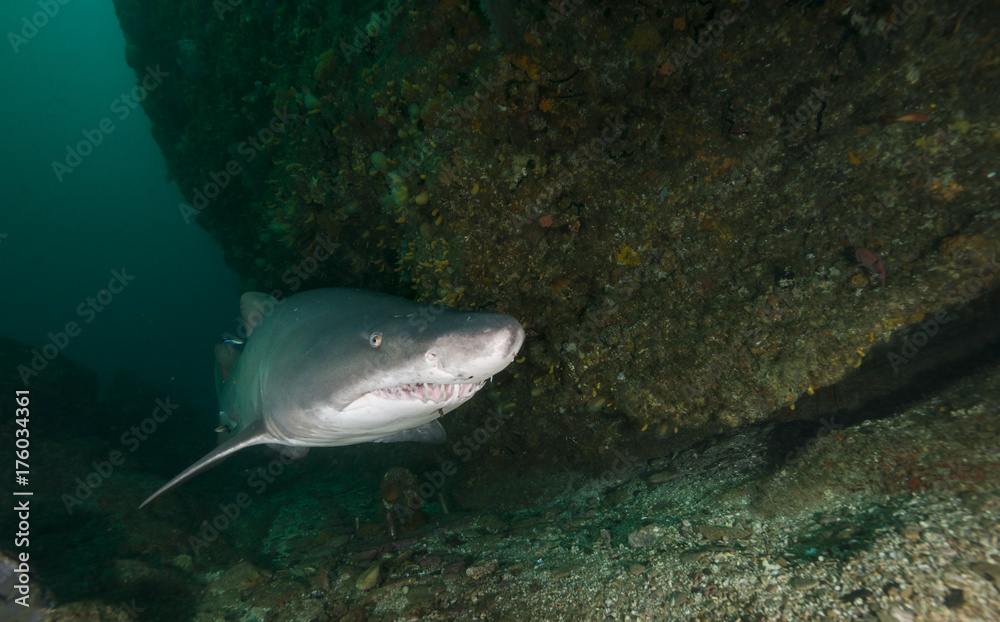 Sand tiger shark at the dive site, Aliwal Shoal, on South Africa's east coast. Sand tiger shark at the dive site, Aliwal Shoal, on South Africa's east coast.