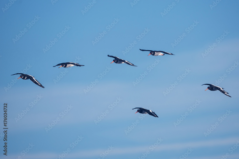 Eurasian Oystercatcher, Haematopus ostralegus Eurasian Oystercatcher, Haematopus ostralegus