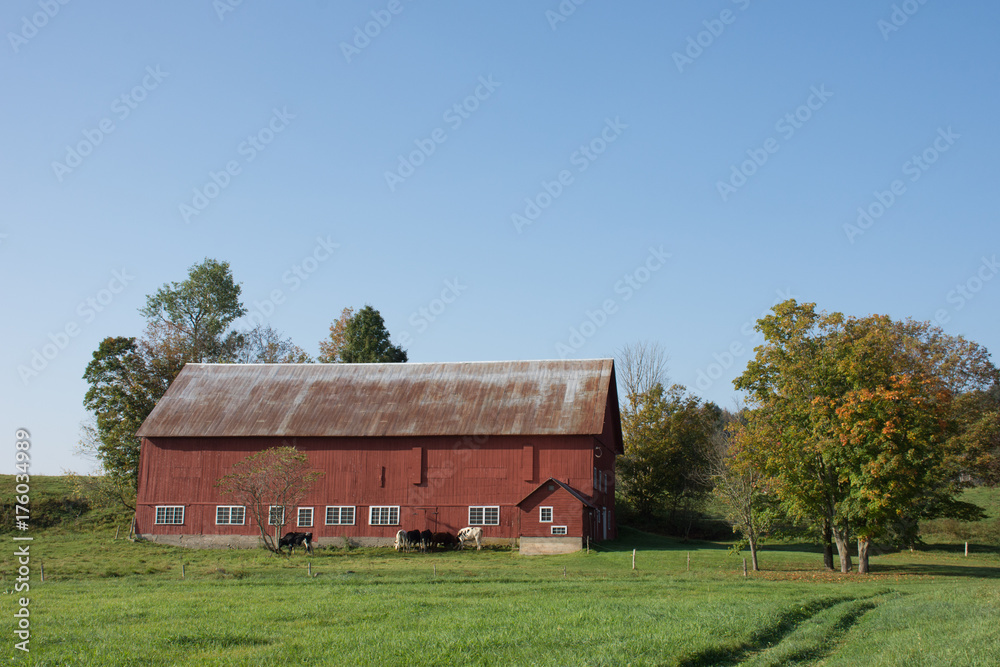 Obraz premium A large, old red barn seen in profile with blue sky above, green grassy pasture in the foreground and dairy cows next to the barn. Photographed in natural light. 