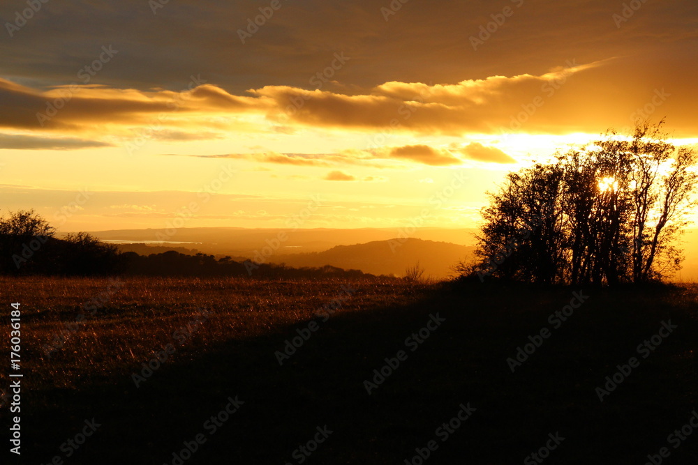 Tree Silhouette with Distant Churchdown Hill